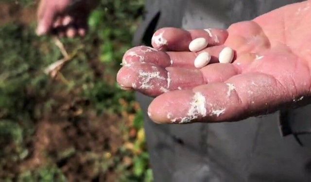 İspir fasulyesinde hasat hazırlığı sürüyor