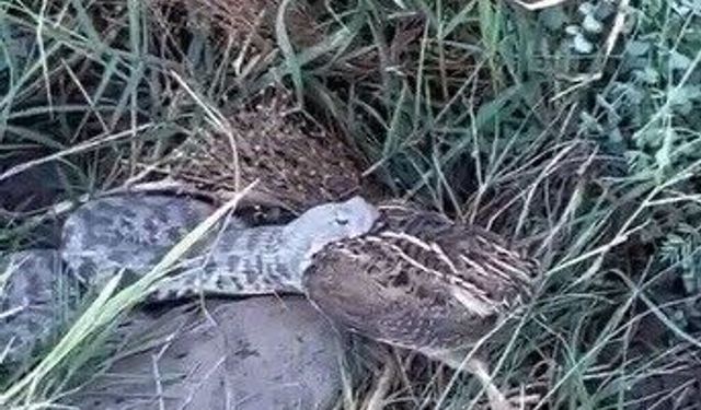 Tunceli'de engerek yılanının bıldırcın avı