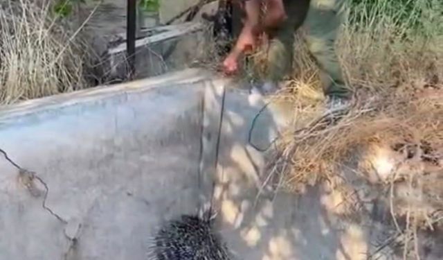 Elazığ’da sulama havuzuna düşen oklu kirpi kurtarıldı