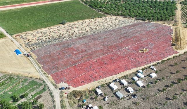 Malatya'da tarlalar kırmızıya boyandı
