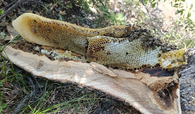 Elazığ'da ağaç kovuğundan kilo kilo bal çıktı