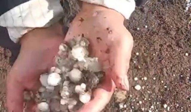 Arpaçay’da Dolu Sürprizi: Yayladakiler Hazırlıksız Yakalandı