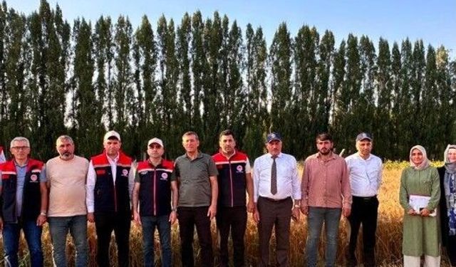 Yerli Buğday Çeşidi PARLA, Erzurum’un Sert Kışına Direniyor