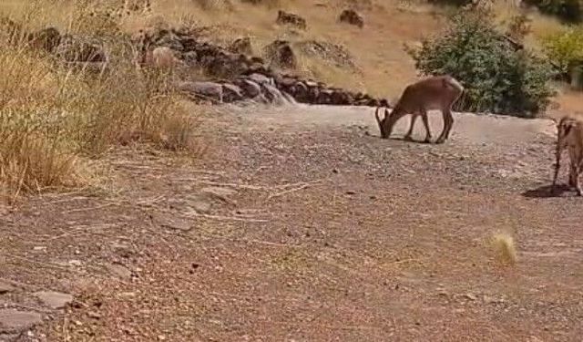 Malatya’da kayalık alanda dağ keçileri görüntülendi