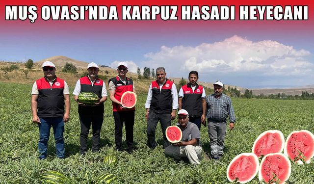 Muş Ovası'nda karpuz hasadı 2 milyar TL'lik katkı hedefiyle devam ediyor