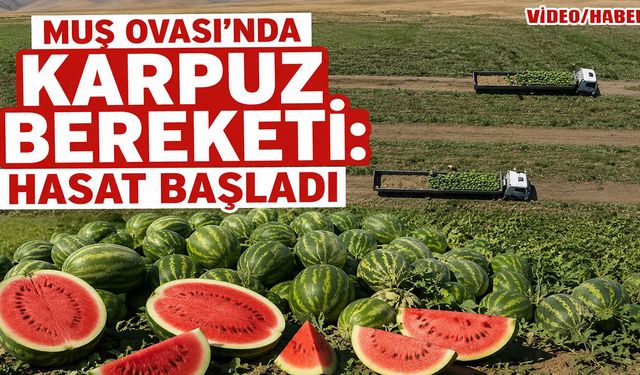 Muş Ovası'nda karpuz hasadı başladı