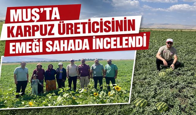Muş karpuzuna saha incelemesi