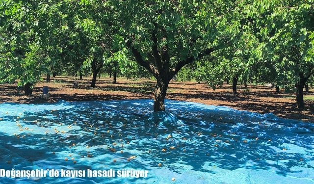 Malatya’da kayısı hasadı mesaisi sürüyor: Bu yıl verim düşük