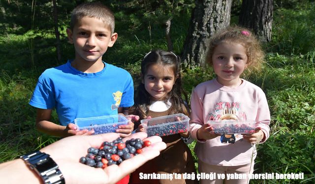 Sarıkamış'ta dağ çileği ve yaban mersini bereketi