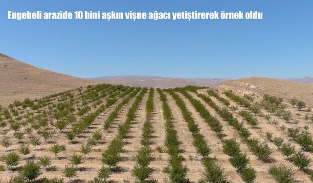 Atıl arazileri ekonomiye kazandırdı: 10 bini aşkın vişne ağacı yetiştirdi