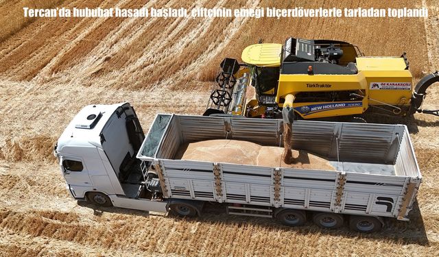 Tercan'da hububat hasadı başladı, çiftçinin emeği biçerdöverlerle tarladan toplandı