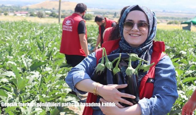 Gençlik merkezi gönüllüleri patlıcan hasadına katıldı