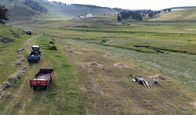 Kışı uzun ve sert geçen Kars'ta hayvan yemi için ot biçme mesaisi başladı