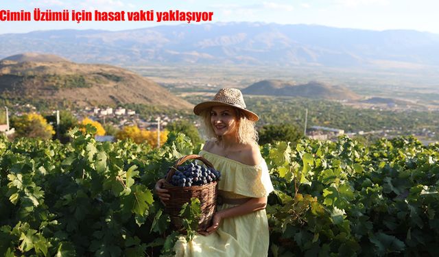 Cimin Üzümü için hasat vakti yaklaşıyor