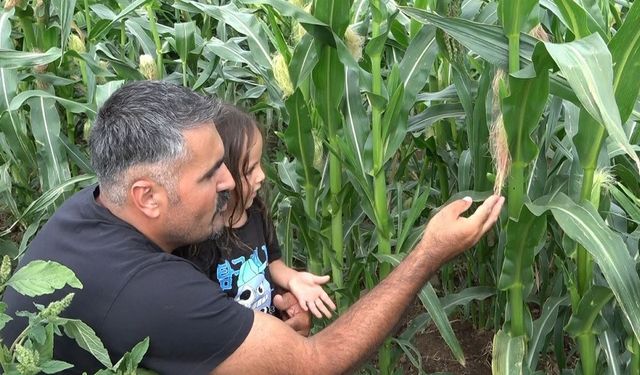 20 yıl sonra Rusya'dan memleketine döndü, ata tohumunu yeniden yaşattı