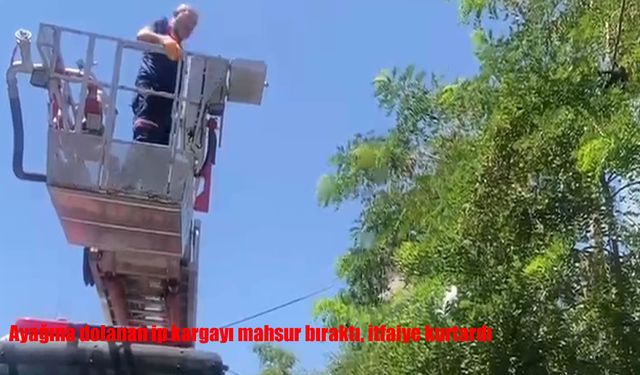 Ayağına dolanan ip kargayı mahsur bıraktı, itfaiye kurtardı