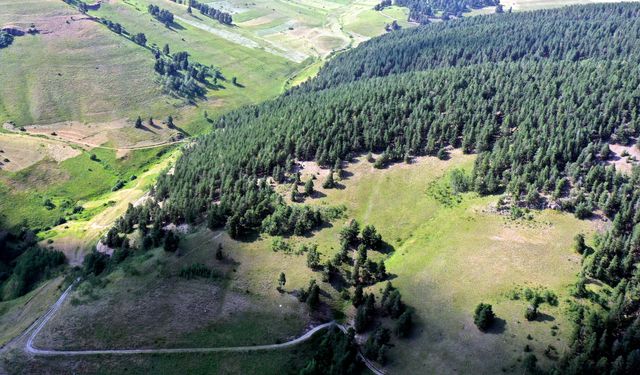 Sarıkamış'ta yaban hayvanlarının kokularını bıraktığı ağaçlar kayıt altına alınıyor