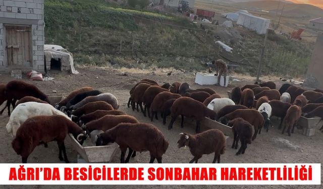 Ağrı’da besicilerde sonbahar hareketliliği başladı