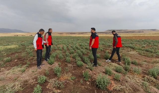 Patnos'ta Ada Çayı heyecanı: İlk hasat için geri sayım başladı
