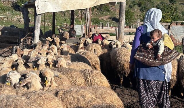 Konargöçer ailelerin ömrü yaylalarda geçiyor