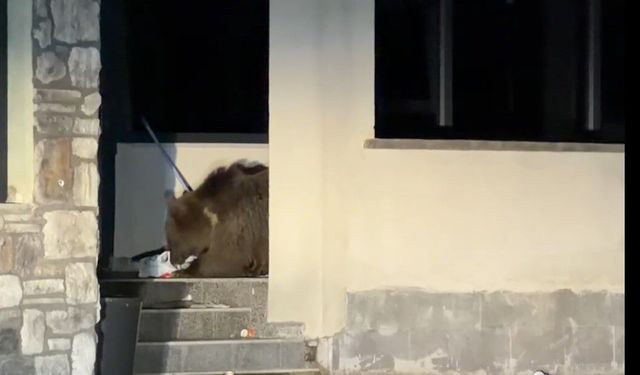 Ayı avluya girdi, vatandaş aracından çıkamadı: “Kim önce çıkacak?” bekleyişi