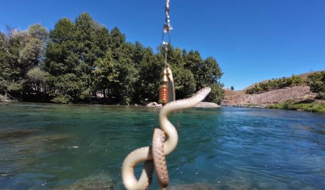 Munzur Nehri’nde oltaya balık yerine su yılanı takıldı