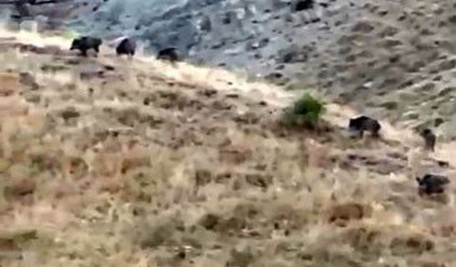 Hasada günler kala domuz sürüleri elma bahçelerini talan etti