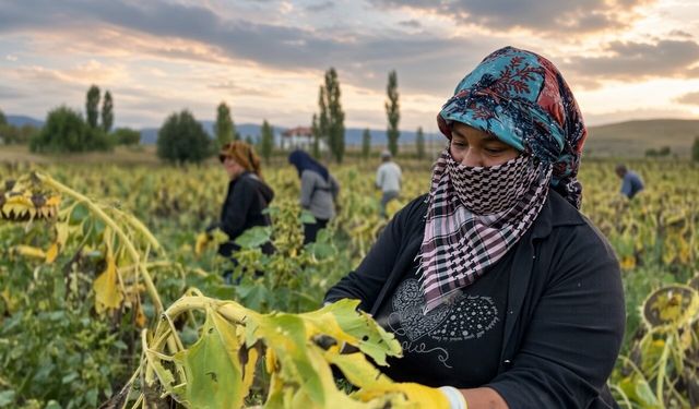 Çayırlı’da çerezlik ayçiçeğinde hasat başladı