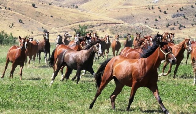 Sultansuyu’nun 15 safkan Arap tayı açık artırmayla satışa çıkıyor