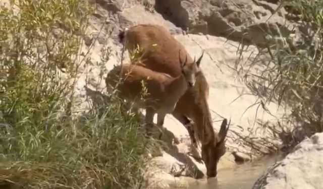 Malatya’da yaban keçileri Tohma Çayı’nda görüntülendi