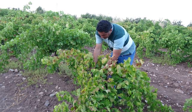 Malatya’da üzüm üreticisinin yüzü güldü