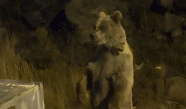Kars’ta boz ayılar yerleşim alanına indi