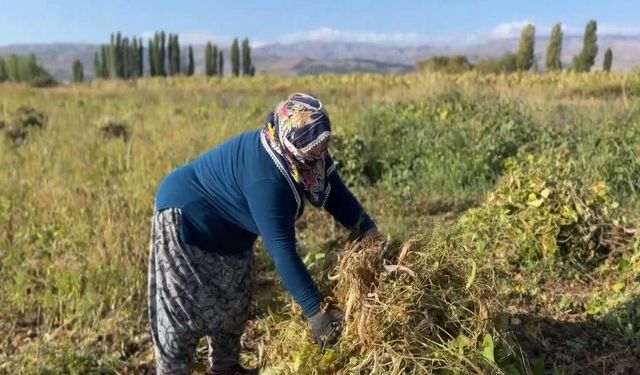 Erzincan’da kuru fasulyenin hasadına başlandı