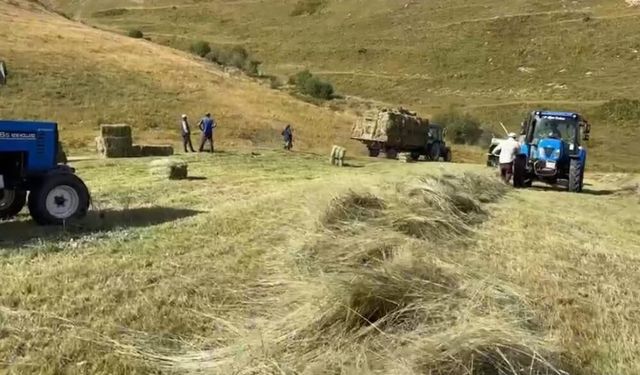 Çiftçiler zorlu şartlara rağmen hasada devam ediyor