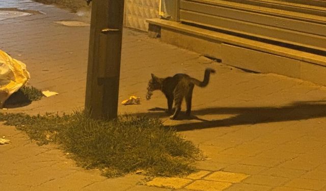 Kedinin fareyle 20 dakikalık oyunu kamerada