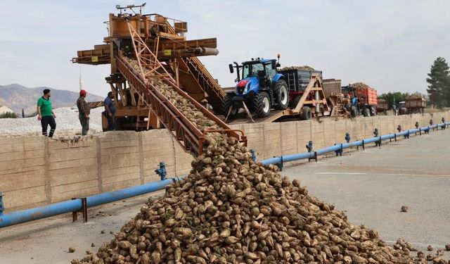 Bu yıl 240 bin ton pancar işlenecek