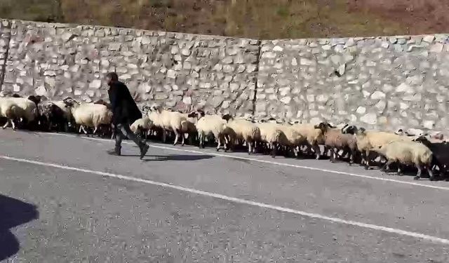 Erzurum’da göçerlerin zorlu "Kışa dönüş" mesaisi başladı