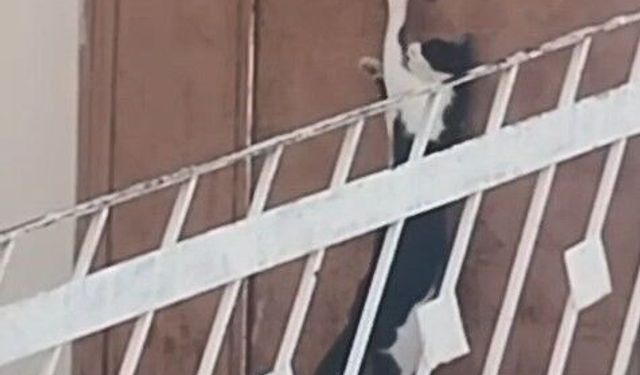 Elazığ’da bir kedi, evin kapısını açarak içeri girdi