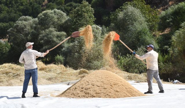 Bitlis'te geleneksel çeltik hasadı: Yüzyıllık gelenek yaşatılıyor