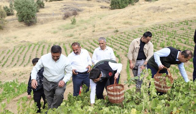 Şemdinli’de üzüm hasadı başladı