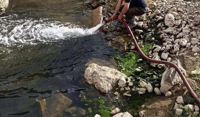 Çamur içinde kıvranan balıklar için tanker tanker su taşındı