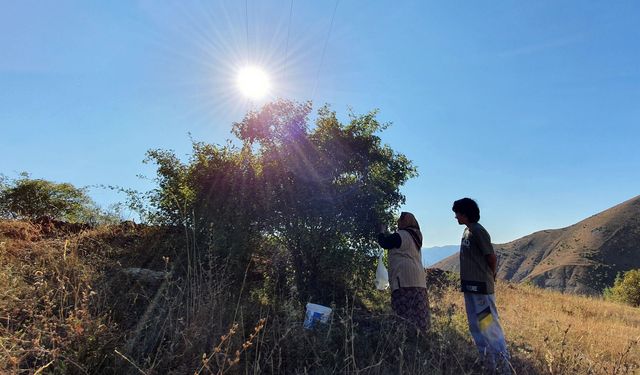 Erzincan’da kuşburnu mesaisi başladı