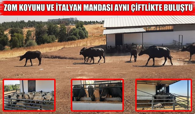Dicle Üniversitesi’nden İtalyan mandası ve Zom koyunu hamlesi