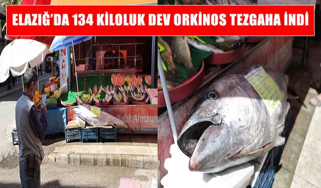 Dev orkinos Elazığ’da tezgahı doldurdu