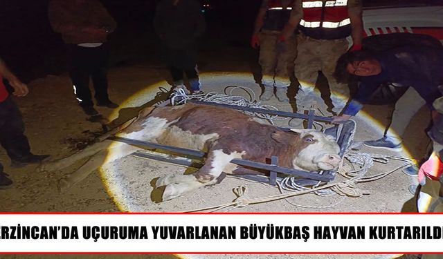 Erzincan’da uçuruma yuvarlanan hayvan için ekipler seferber oldu
