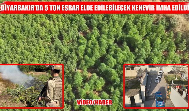Lice ve Kulp'ta havadan ve karadan baskın: 217 bin kök kenevir tarla tarla iptal edildi!
