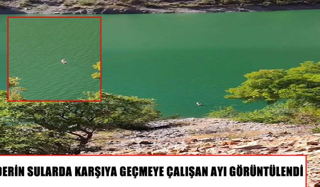 Çemişgezek’te ayının baraj gölündeki yüzüşü görüntülendi