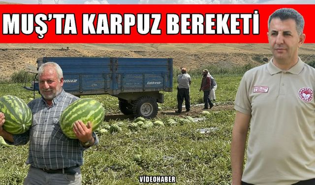 Muş’ta karpuz bereketi: 230 bin ton üretim, 2 milyar TL gelir hedefleniyor