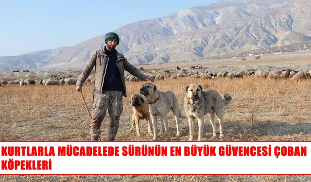 Yaylada sürülerin güvenliği çoban köpeklerine emanet