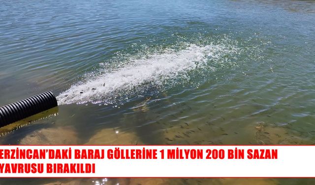 Erzincan’ın baraj göllerine milyonlarca sazan yavrusu bırakıldı